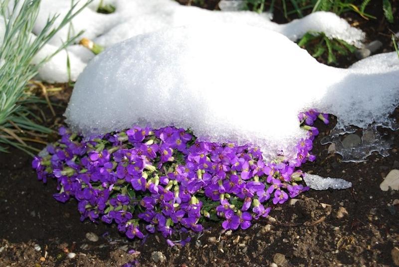 Appartamenti Chalet Orchidea Canazei Dış mekan fotoğraf
