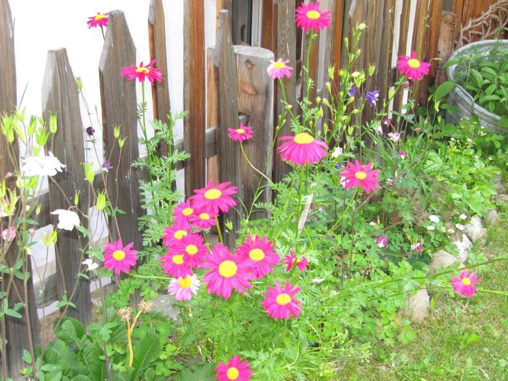 Appartamenti Chalet Orchidea Canazei Dış mekan fotoğraf